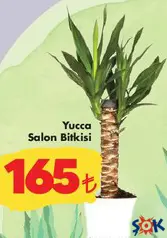 YUCCA SALON BİTKİSİ indirimli fiyat YUCCA SALON BİTKİSİ fiyat ve kampanya bilgisi